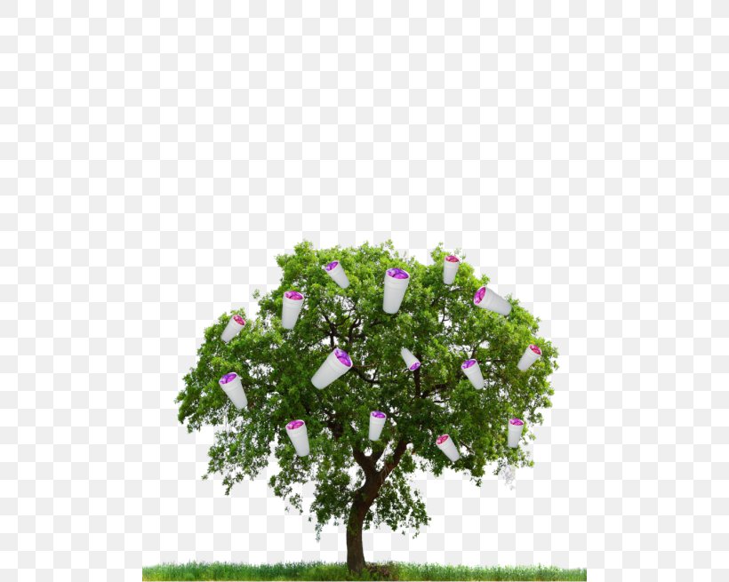 Tree, PNG, 500x655px, Tree, Branch, Clipping Path, Display Resolution, Editing Download Free