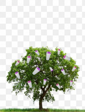 Tree - Tree PNG