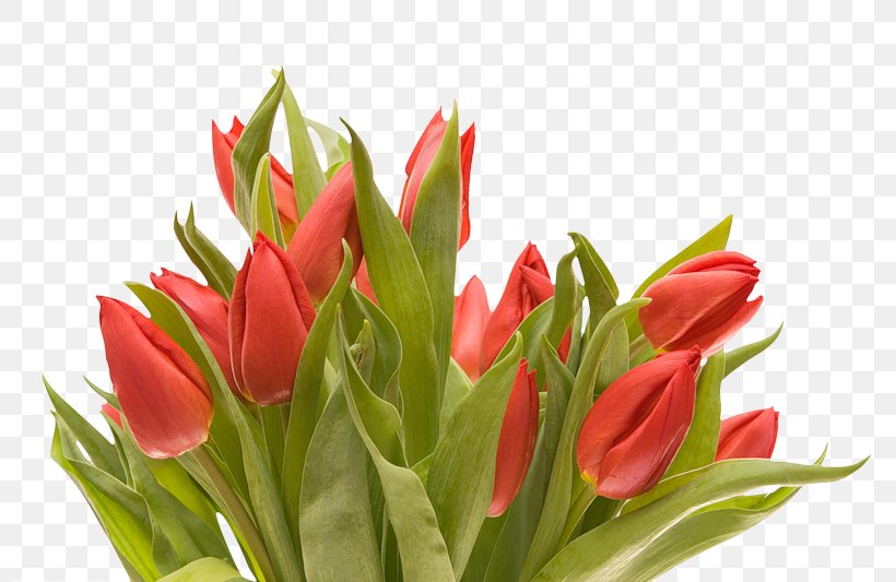 Cut Flowers Flower Bouquet Tulip, PNG, 800x533px, Watercolor, Cartoon, Flower, Frame, Heart Download Free