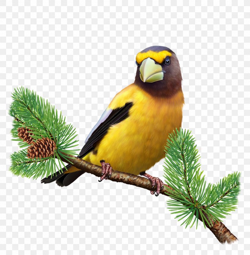 Evening Grosbeak Finch Bird, PNG, 1255x1280px, Finch, Beak, Bird, Coccothraustes, Fauna Download Free