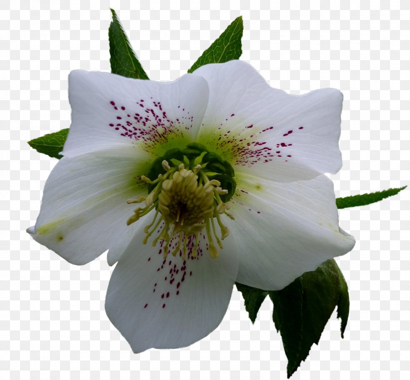 Flower Helleborus Niger Garden Roses Clip Art, PNG, 1600x1481px, Flower, Blog, Flowering Plant, Garden Roses, Hellebore Download Free