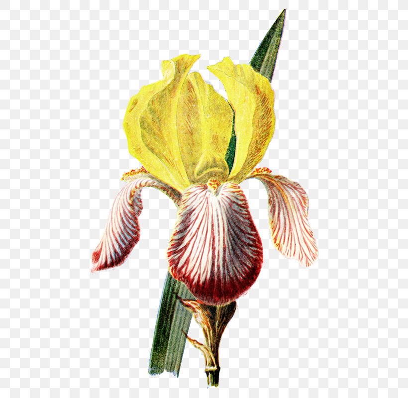 Irises Botanical Illustration Botany Flower, PNG, 482x800px, Irises, Bog Arum, Botanical Illustration, Botany, Cut Flowers Download Free