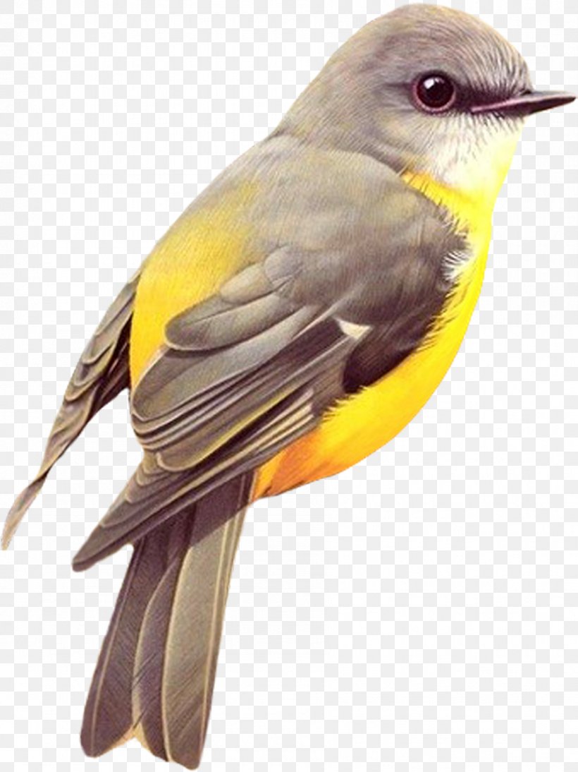 Oregon Birds Red-tailed Hawk New World Warbler, PNG, 899x1200px, Bird, All About Birds, American Yellow Warbler, Beak, Cuculiformes Download Free