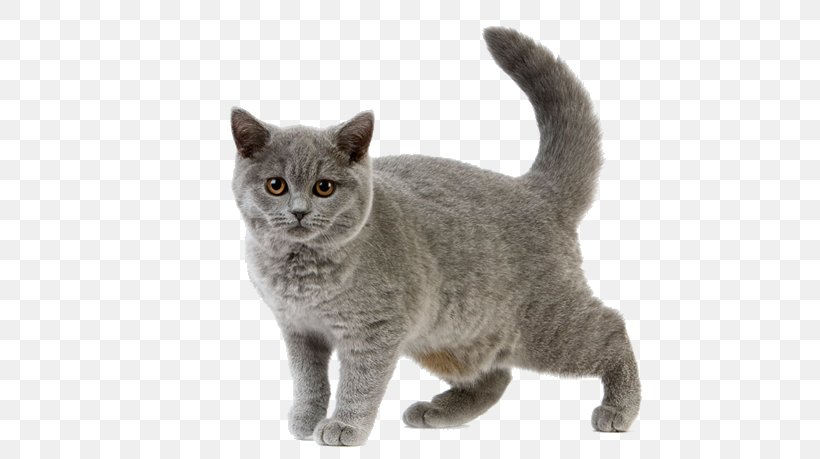 Chartreux British Shorthair European Shorthair American Shorthair Russian Blue, PNG, 634x459px, Chartreux, American Shorthair, American Wirehair, Asian, Australian Mist Download Free