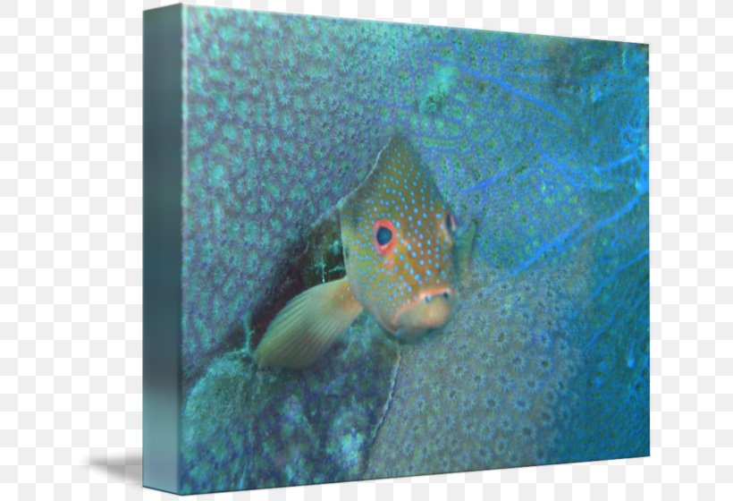 Fish Marine Biology Fauna Turquoise, PNG, 650x560px, Fish, Aqua, Biology, Fauna, Marine Biology Download Free