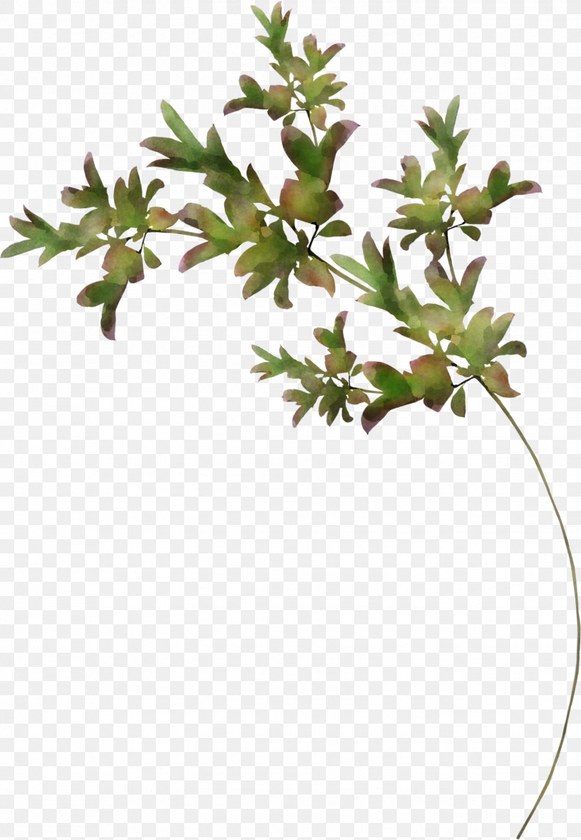 Flower Plant Leaf Branch Plant Stem, PNG, 1523x2200px, Flower, Branch, Daphne, Herb, Leaf Download Free