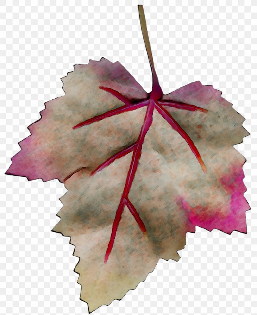 Maple Leaf, PNG, 999x1225px, Leaf, Flower, Flowering Plant, Maple Leaf, Perennial Plant Download Free