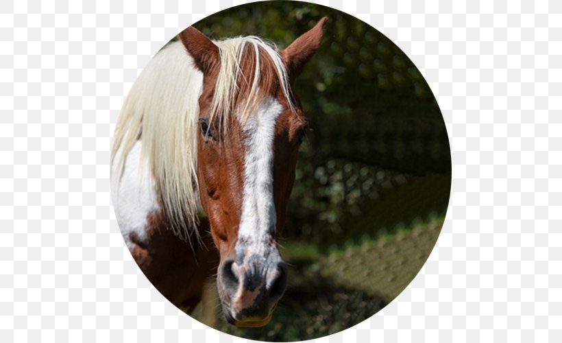 Mustang Stallion Mare Halter Freikörperkultur, PNG, 500x500px, Mustang, Grass, Halter, Horse, Horse Like Mammal Download Free