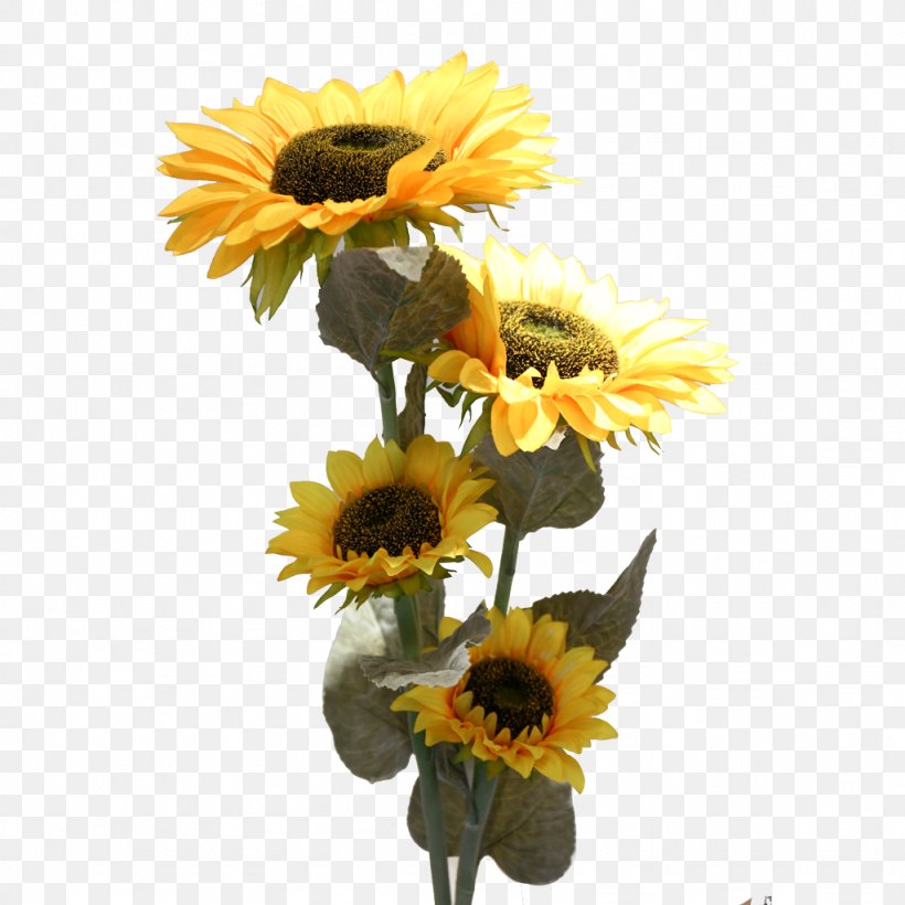Sunflower, PNG, 1024x1024px, Flower, Cut Flowers, Petal, Plant, Sunflower Download Free