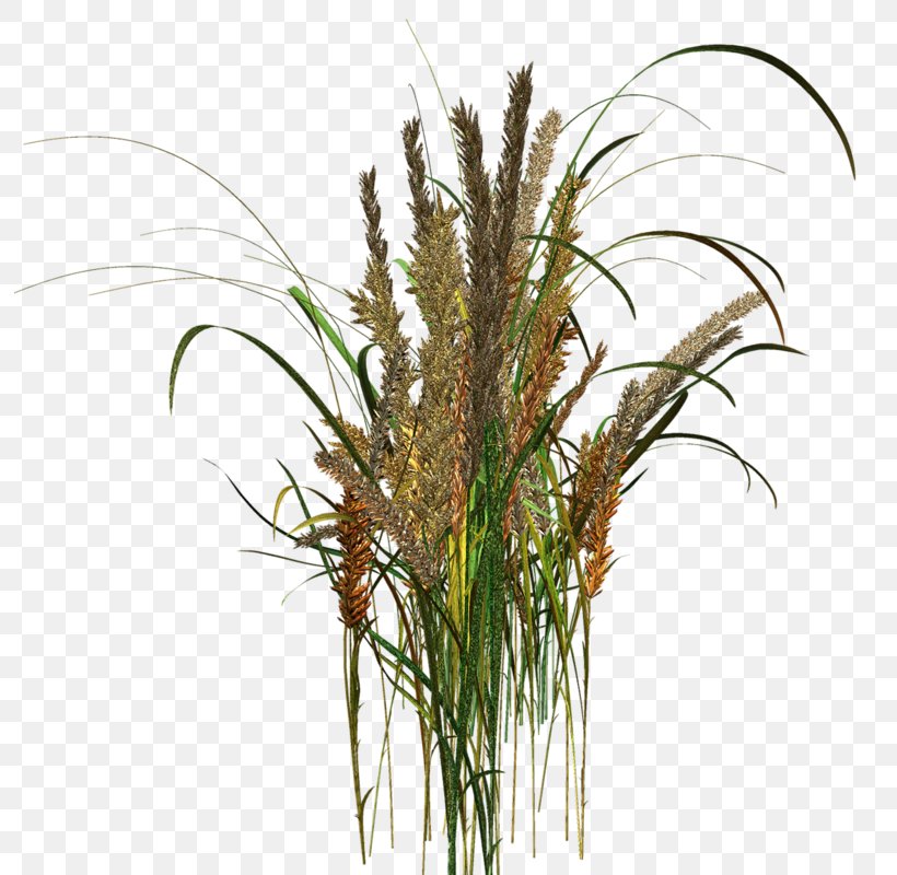 Sweet Grass Flowerpot Tree Grasses, PNG, 793x800px, Sweet Grass, Commodity, Flowerpot, Grass, Grass Family Download Free