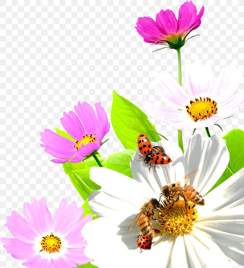 Kannada Morning Quotation Love Good, PNG, 871x960px, Kannada, Annual Plant, Bee, Contentment, Daisy Download Free