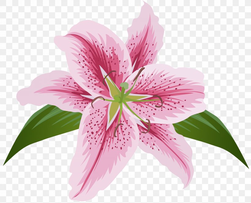 Lily Lilium Female Liliaceae Flower, PNG, 8000x6467px, Flower, Art, Digital Image, Flowering Plant, Hippeastrum Download Free