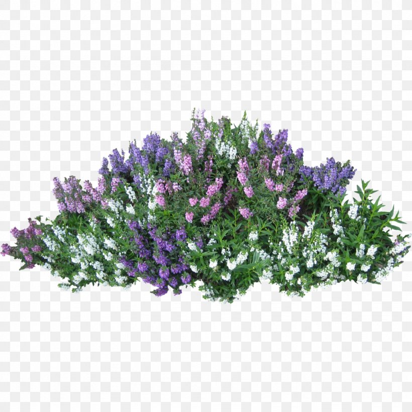 Shrub Plant Tree Clip Art, PNG, 1024x1024px, Shrub, Aquarium Decor, Cut Flowers, English Lavender, Flower Download Free