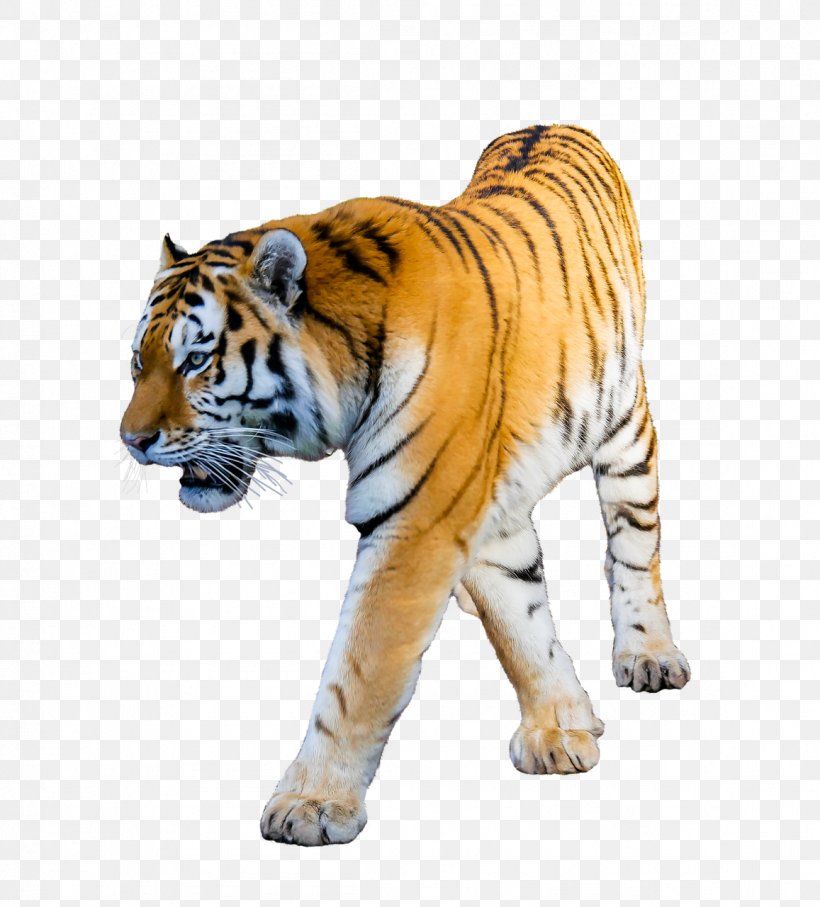 White Tiger Siberian Tiger Cat Clip Art, PNG, 1157x1280px, White Tiger, Animal Figure, Bengal Tiger, Big Cats, Black Tiger Download Free