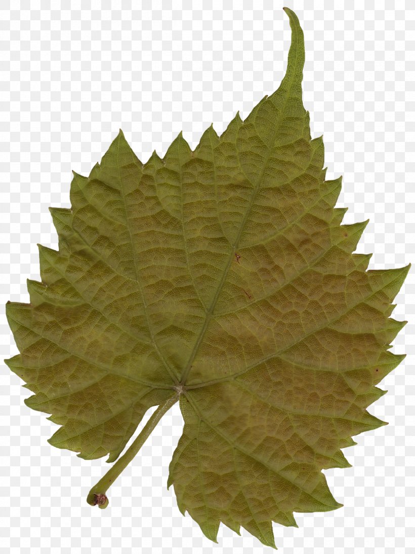 Leaf Texture Mapping Tree Color, PNG, 1200x1600px, 3d Computer Graphics, Leaf, Alpha Compositing, Color, Grape Leaves Download Free