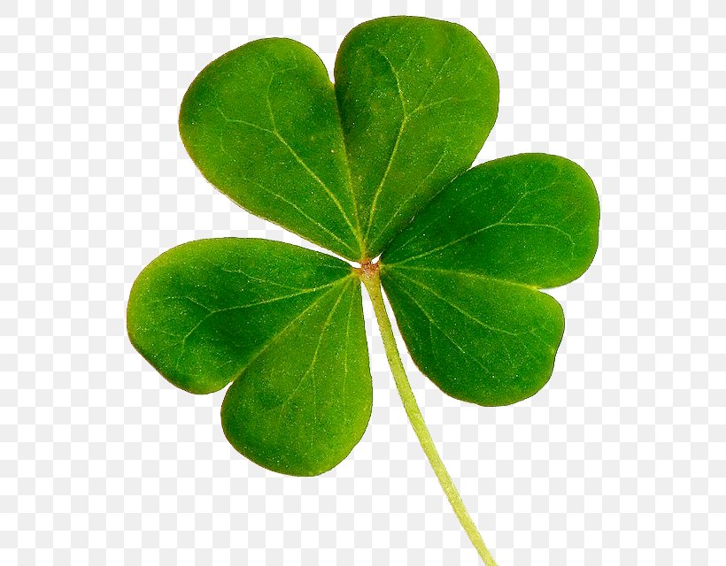 Shamrock Republic Of Ireland Saint Patrick's Day United States Clover, PNG, 582x640px, Shamrock, Child, Clover, Family, Leaf Download Free