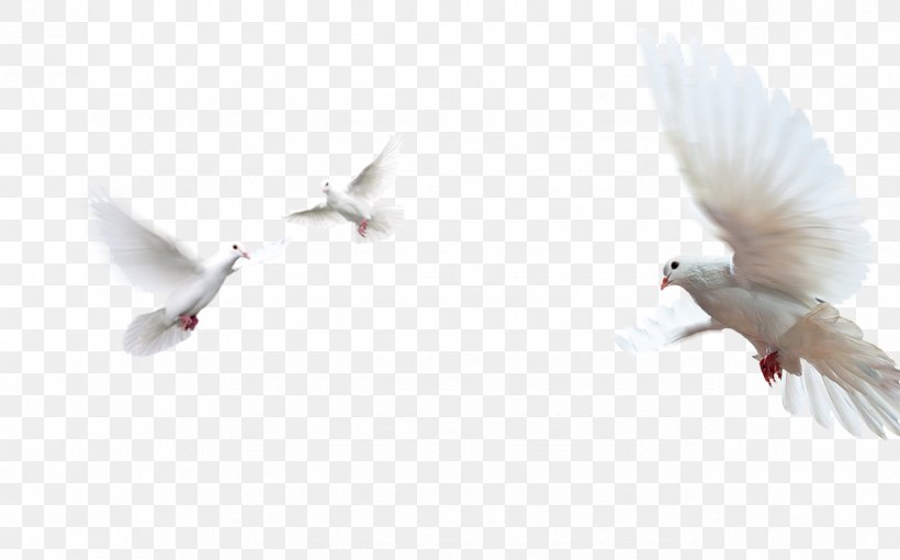 Doves As Symbols Rock Dove Image Peace, PNG, 1286x800px, Doves As Symbols, Beak, Bird, Colombe, Designer Download Free