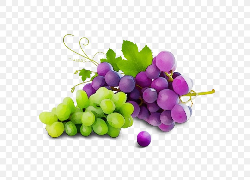 Grape Seedless Fruit Grapevine Family Vitis Fruit, PNG, 591x591px, Watercolor, Food, Fruit, Grape, Grape Seed Extract Download Free