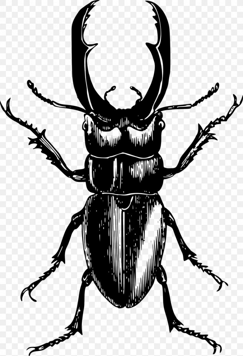 Stag Beetle Clip Art, PNG, 872x1280px, Beetle, Animal, Arthropod, Artwork, Bachelor Party Download Free