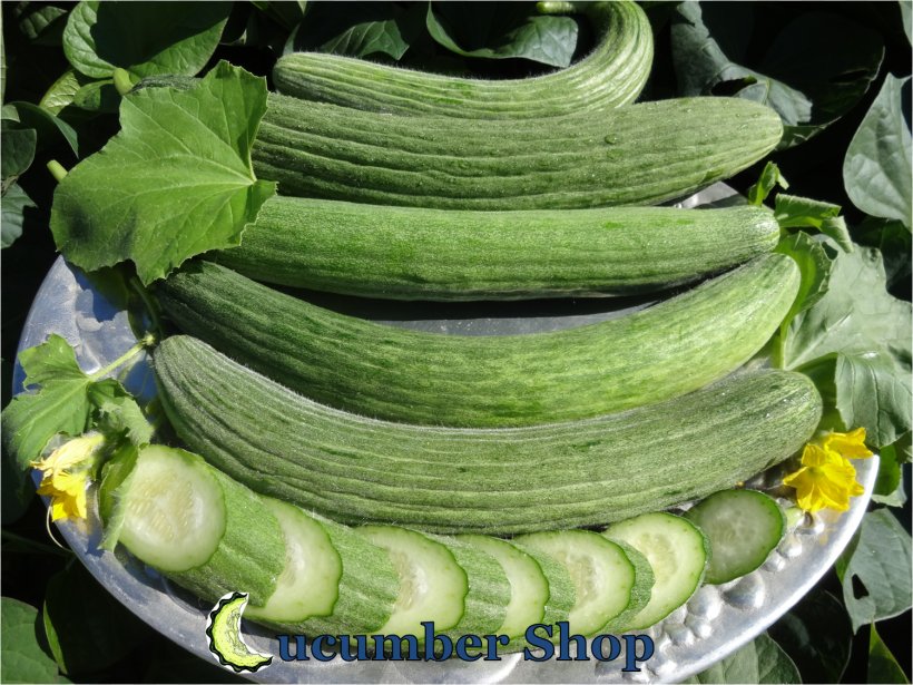 Cucumber Muskmelon Spreewald Gherkins Vegetarian Cuisine Horned Melon, PNG, 1502x1127px, Cucumber, Armenian Cucumber, Cucumber Gourd And Melon Family, Cucumis, Food Download Free