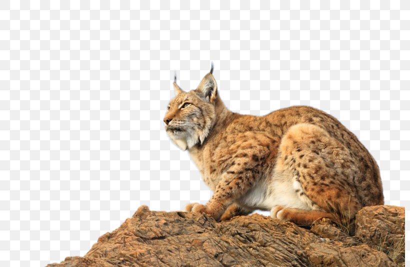Eurasian Lynx Yandex Search Species Animal, PNG, 800x533px, Eurasian Lynx, Animal, Bobcat, Carnivoran, Cat Download Free