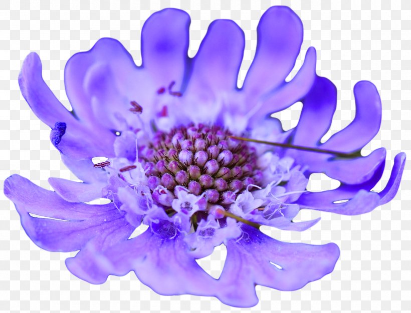 Flower Purple Violet Blue Lavender, PNG, 1280x977px, Flower, Aqua, Blue, Bluegreen, Color Download Free