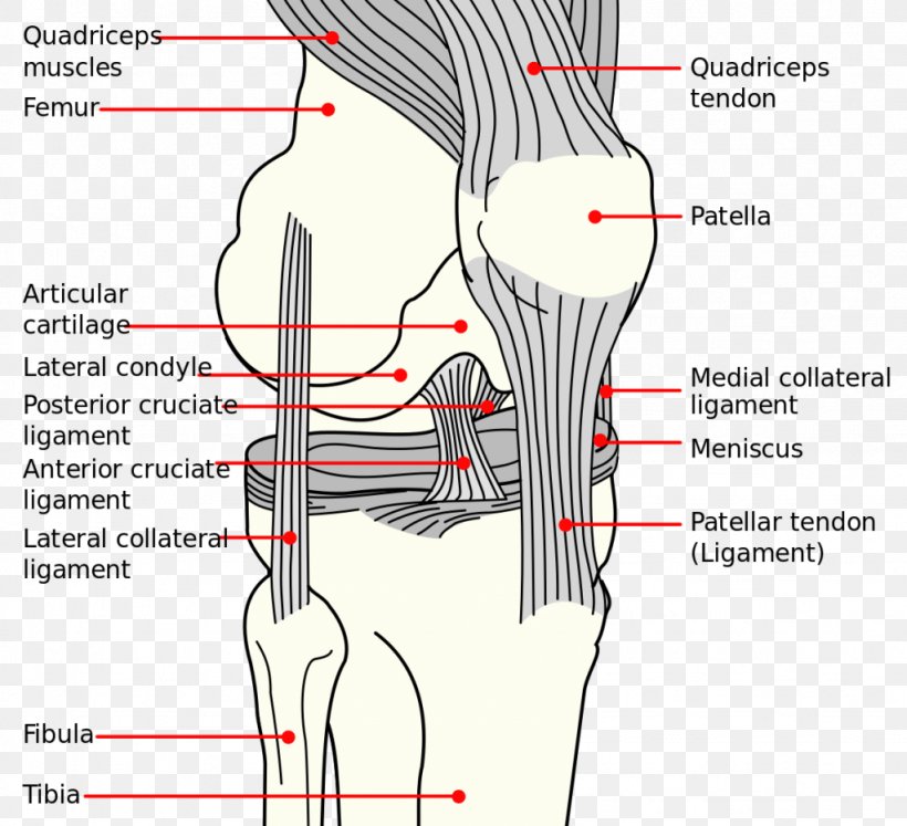 Knee Anterior Cruciate Ligament Medial Collateral Ligament Anatomy Diagram, PNG, 1024x934px, Watercolor, Cartoon, Flower, Frame, Heart Download Free