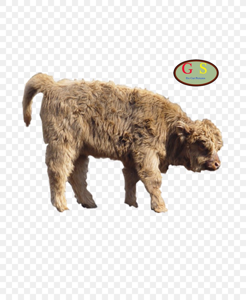 Lagotto Romagnolo Spanish Water Dog Cattle American Bison Deer, PNG, 800x1000px, Lagotto Romagnolo, American Bison, Animal, Bank, Canidae Download Free