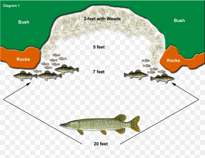 Northern Pike Muskellunge Fishing Baits & Lures Fishing Tackle, PNG,  1200x925px, Northern Pike, Area, Diagram, Fauna