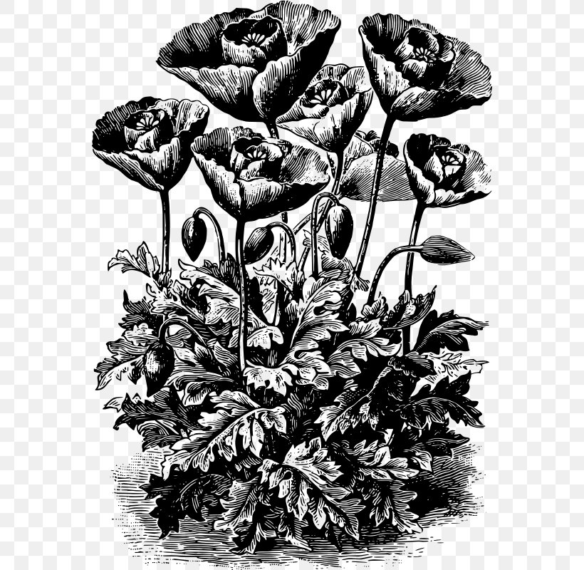 Poppy Windows Metafile Clip Art, PNG, 562x800px, Poppy, Black And White, Flora, Flower, Flowering Plant Download Free