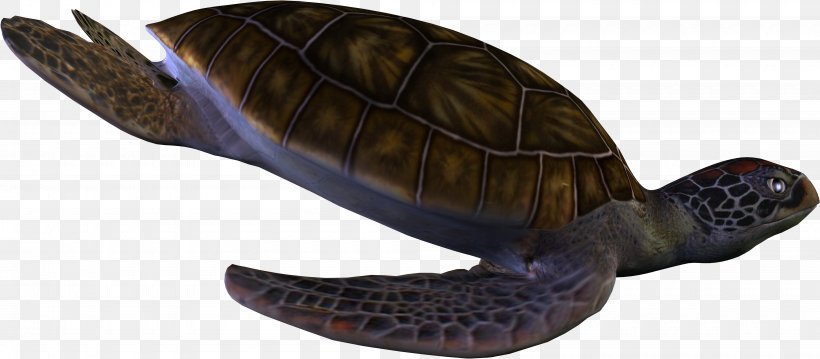 Sea Turtle Reptile Clip Art, PNG, 4000x1756px, Turtle, Animal, Animal Figure, Box Turtle, Emydidae Download Free