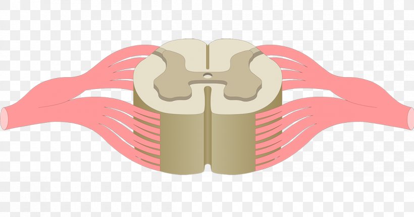 Spinal Cord Anterior Grey Column Central Canal Anatomy Central Nervous System, PNG, 1200x630px, Watercolor, Cartoon, Flower, Frame, Heart Download Free
