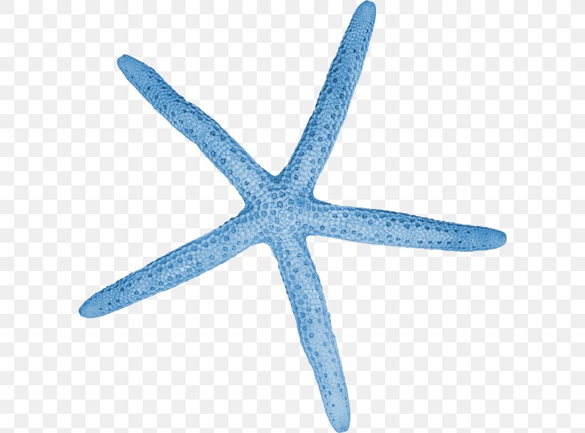Starfish Invertebrate Blue Cartoon Color, PNG, 600x607px, Starfish, Azure, Blue, Cartoon, Color Download Free
