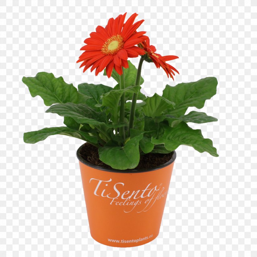 Transvaal Daisy Flowerpot Cut Flowers Houseplant, PNG, 1165x1165px, Transvaal Daisy, Cut Flowers, Daisy Family, Flower, Flowering Plant Download Free
