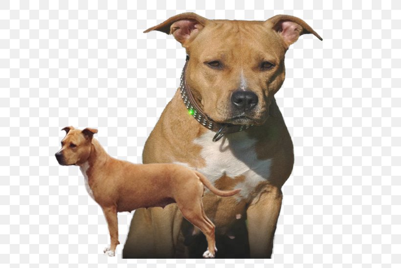 American Staffordshire Terrier Dog Breed American Pit Bull Terrier Staffordshire Bull Terrier, PNG, 712x549px, American Staffordshire Terrier, American Pit Bull Terrier, Brown, Bull Terrier, Carnivoran Download Free