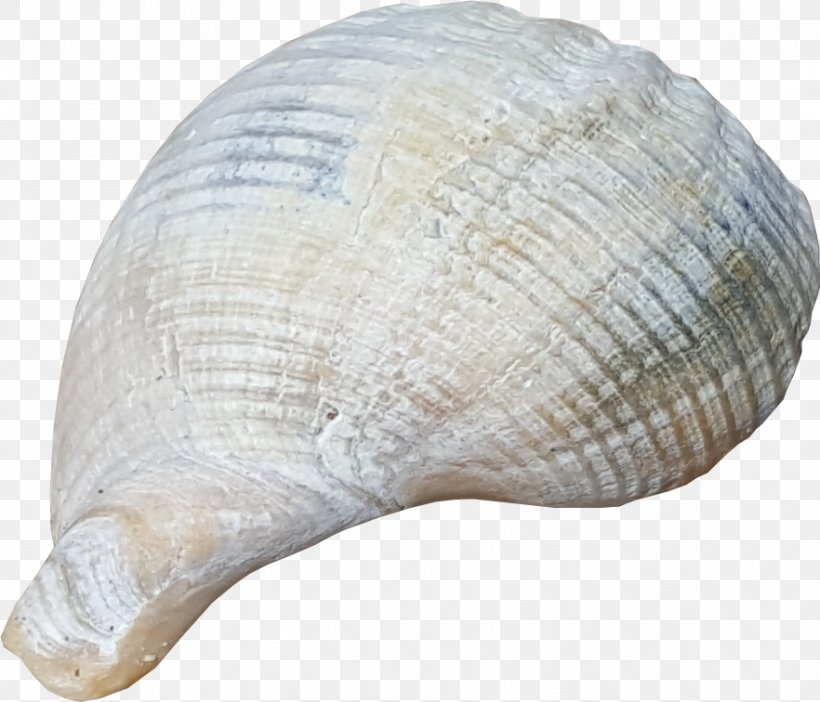 Clam Cockle Seashell, PNG, 882x756px, Clam, Clams Oysters Mussels And Scallops, Cockle, Conch, Conchology Download Free