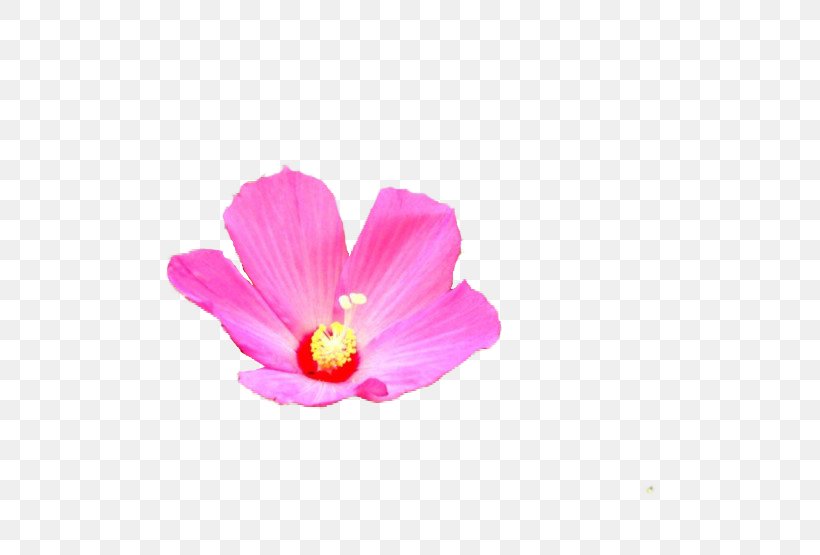 Mallows Naver Blog Petal Plants, PNG, 740x555px, Mallows, Blog, Closeup, Daffodil, Family Download Free