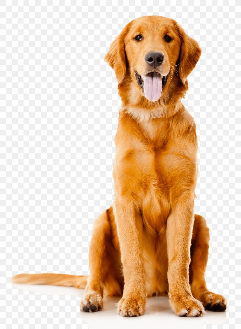 Pet Sitting Golden Retriever Labrador Retriever Puppy, PNG, 3155x4299px, Pet Sitting, Canine Good Citizen, Carnivoran, Companion Dog, Dog Download Free