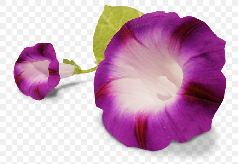 Bindweed Pansy Flower Clip Art, PNG, 800x566px, Bindweed, Annual Plant, Flower, Flowering Plant, Magenta Download Free