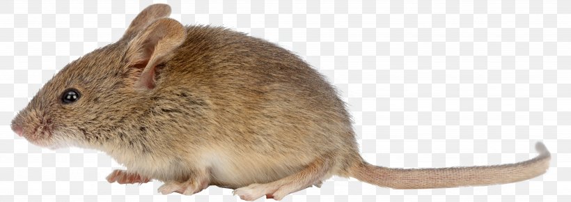 Brown Rat House Mouse Rodent Black Rat Pest Control, PNG, 4301x1525px, Brown Rat, Animal, Animal Figure, Black Rat, Degu Download Free