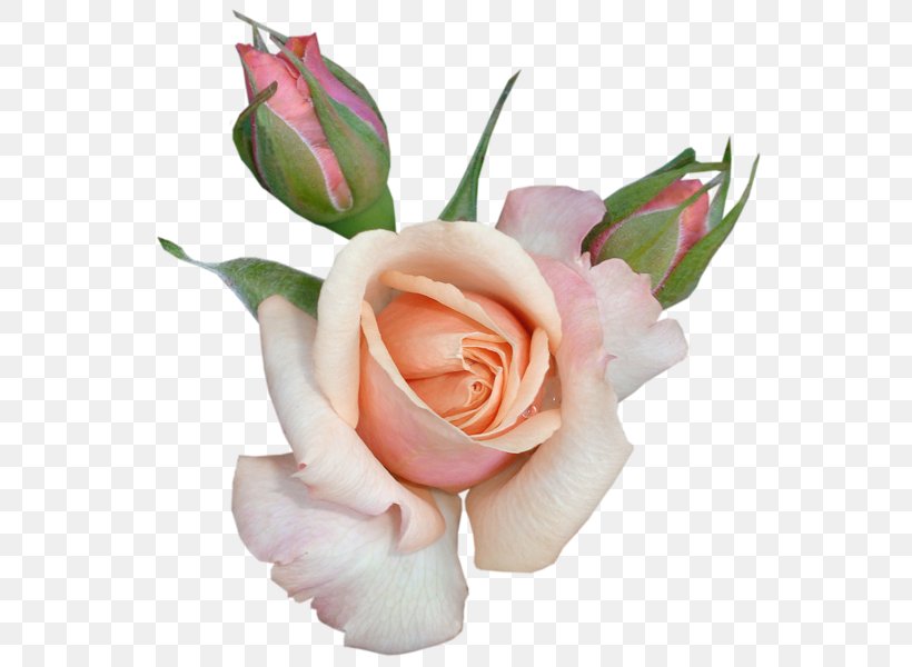 Rose Clip Art, PNG, 567x600px, Rose, Artificial Flower, Bud, Cut Flowers, Floral Design Download Free