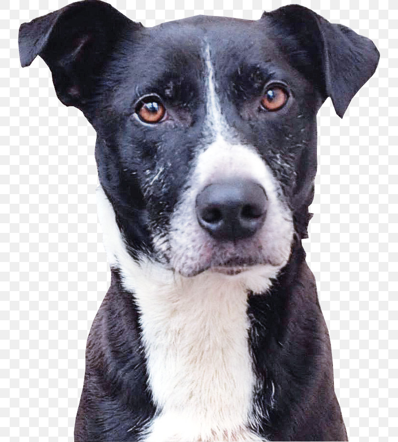 Border Collie, PNG, 746x911px, Dog, American Pit Bull Terrier, Border Collie, Feist, Labrador Retriever Download Free