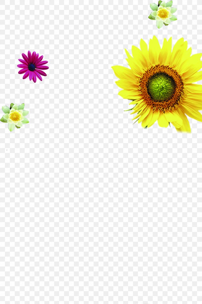 Common Sunflower, PNG, 1831x2753px, Common Sunflower, Animation, Daisy Family, Designer, Drawing Download Free
