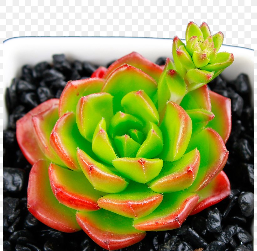 Dili Succulent Plant, PNG, 800x800px, Dili, Asia, Bonsai, Flower, Leaf Download Free