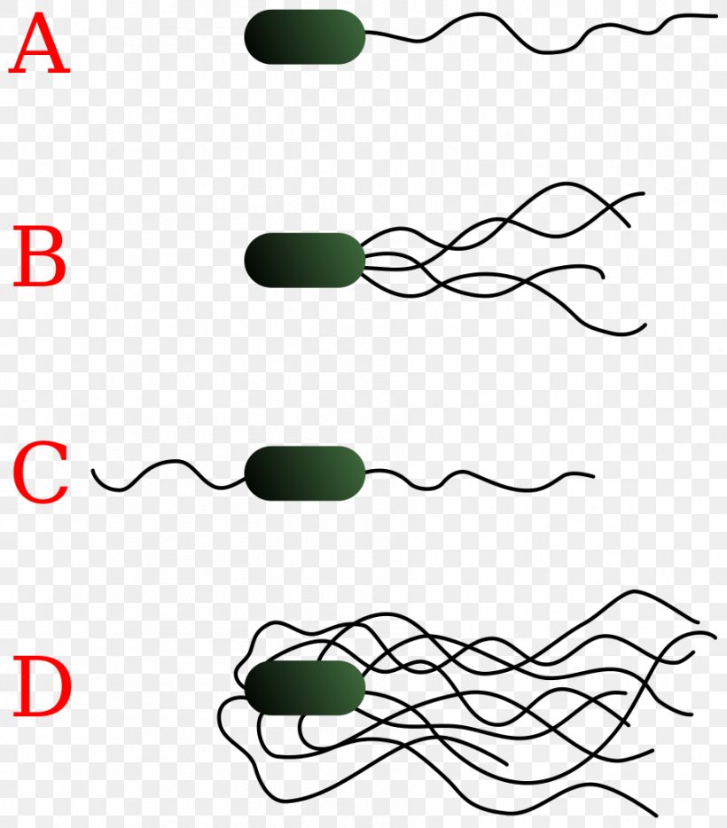 E. Coli Gram-negative Bacteria Flagellum Cell, PNG, 899x1024px, E Coli, Area, Bacteria, Bacterial Cell Structure, Black And White Download Free