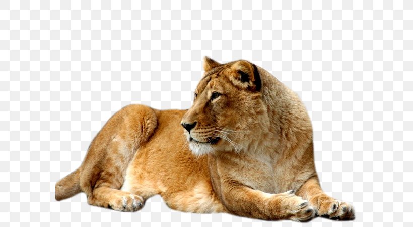 East African Lion Cat Felidae UXGA, PNG, 600x450px, East African Lion, Big Cats, Carnivoran, Cat, Cat Like Mammal Download Free