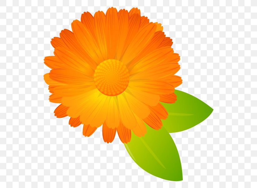 English Marigold Illustration Illustrator Plants Transvaal Daisy, PNG, 600x600px, English Marigold, Annual Plant, Calendula, Daisy Family, Flower Download Free