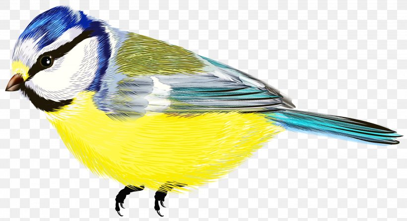 Finches Parakeet Feather Beak Pet, PNG, 3000x1634px, Finches, Beak, Bird, Chickadee, Fauna Download Free