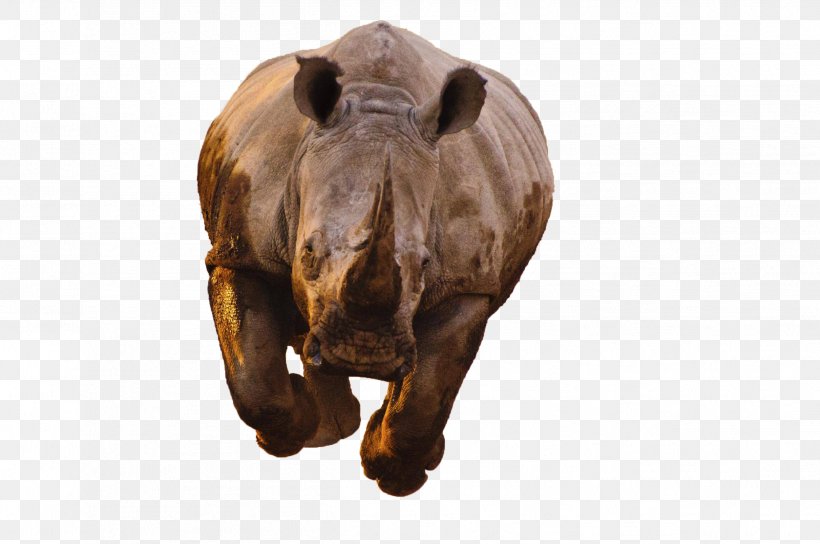 Black Rhinoceros Hippopotamus Horn White Rhinoceros, PNG, 2499x1660px, Rhinoceros, Animal, Black Rhinoceros, Critically Endangered, Elephants And Mammoths Download Free