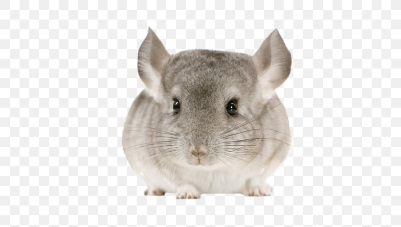 Chinchilla Gerbil Rat Mouse Muridae, PNG, 800x464px, Chinchilla, Gerbil, Mouse, Muridae, Rabbit Download Free